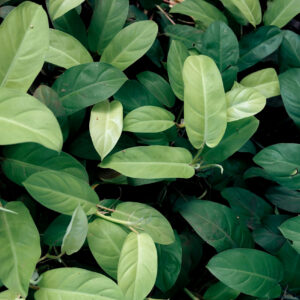 ISO 14001:2015 - Auditor Interno en Sistemas de Gestión Ambiental (TF)