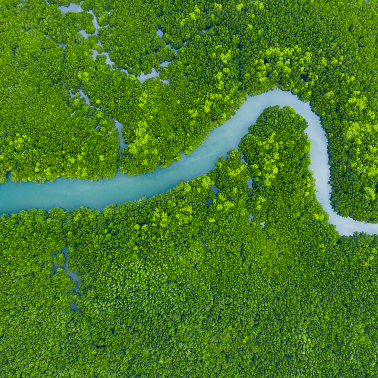 high-angle-view-trees-growing-land (1)