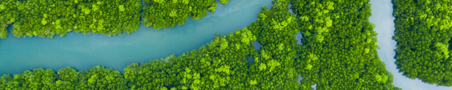 high-angle-view-trees-growing-land (1)